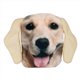 Pocket Hotty With Soft Touch Cover Labrador Design