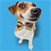 Pets - Dog Bow Tie in White & Black with Skull Design