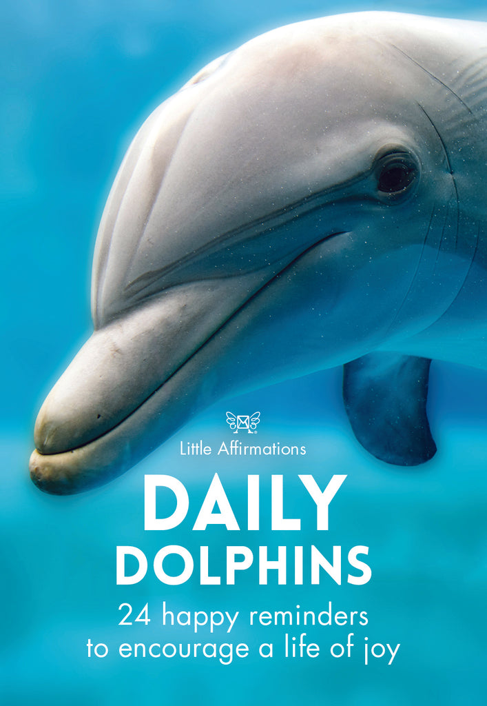daily dolphins